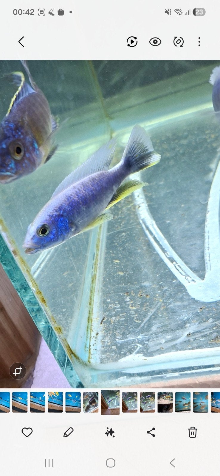 Cichlides malawi couple trio sciaenochromis frery ice berg