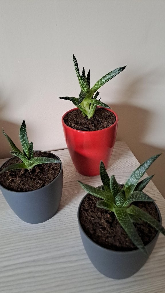 vetplantjes, Maison & Meubles, Enlèvement, Plante succulente, En pot