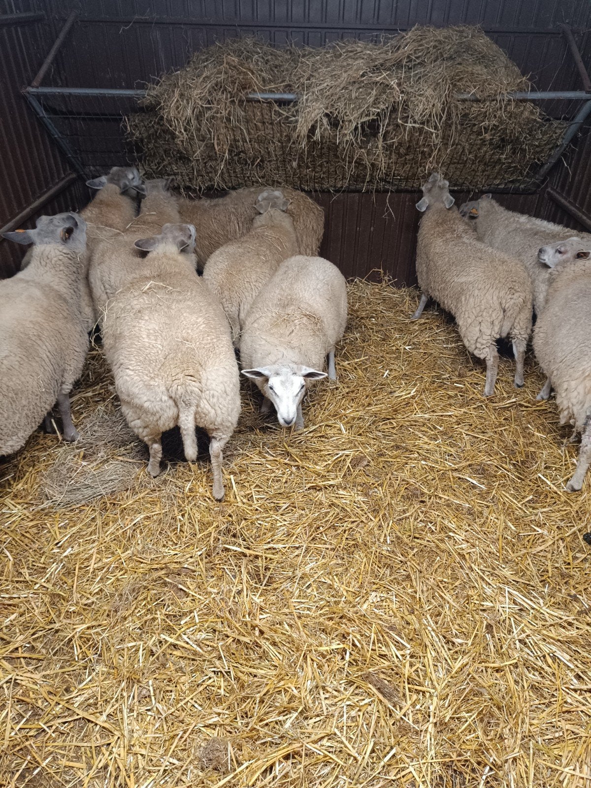 schapen, Dieren en Toebehoren