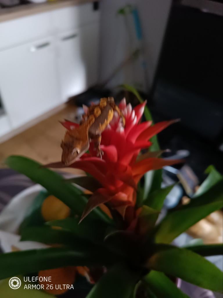Crested gecko tekoop, Dieren en Toebehoren