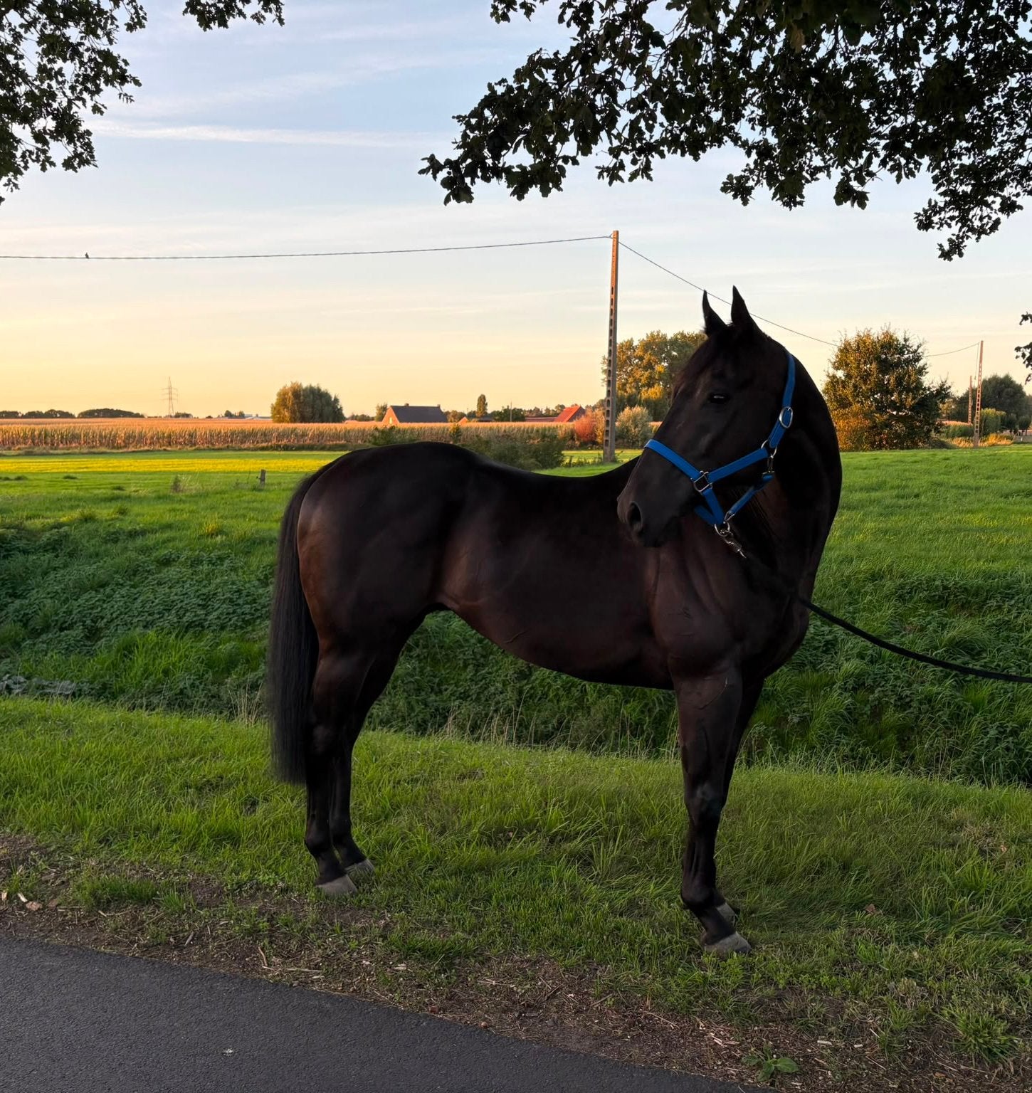 Recreatie  paard, Dieren en Toebehoren, Gechipt, Ruin, 7 tot 10 jaar, 160 tot 165 cm