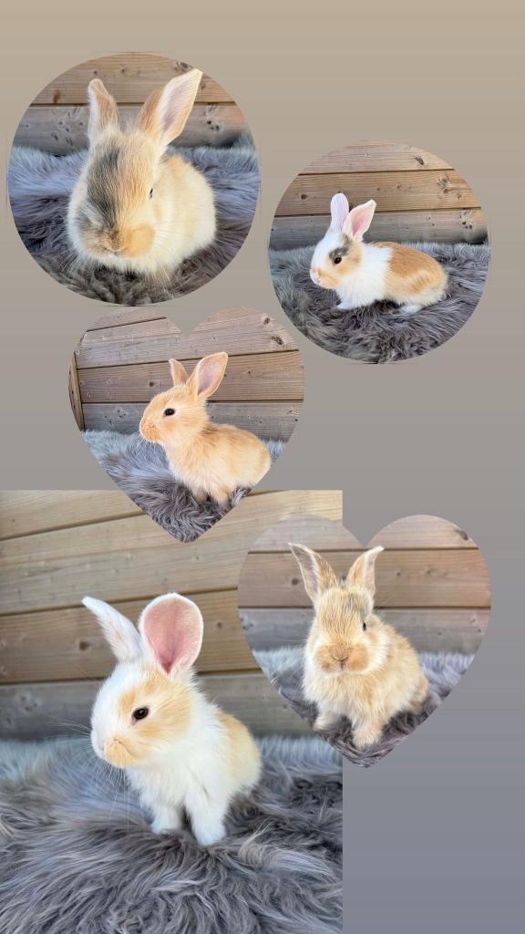 Tamme vlaamse reuzen, Plusieurs animaux, Grand, 0 à 2 ans