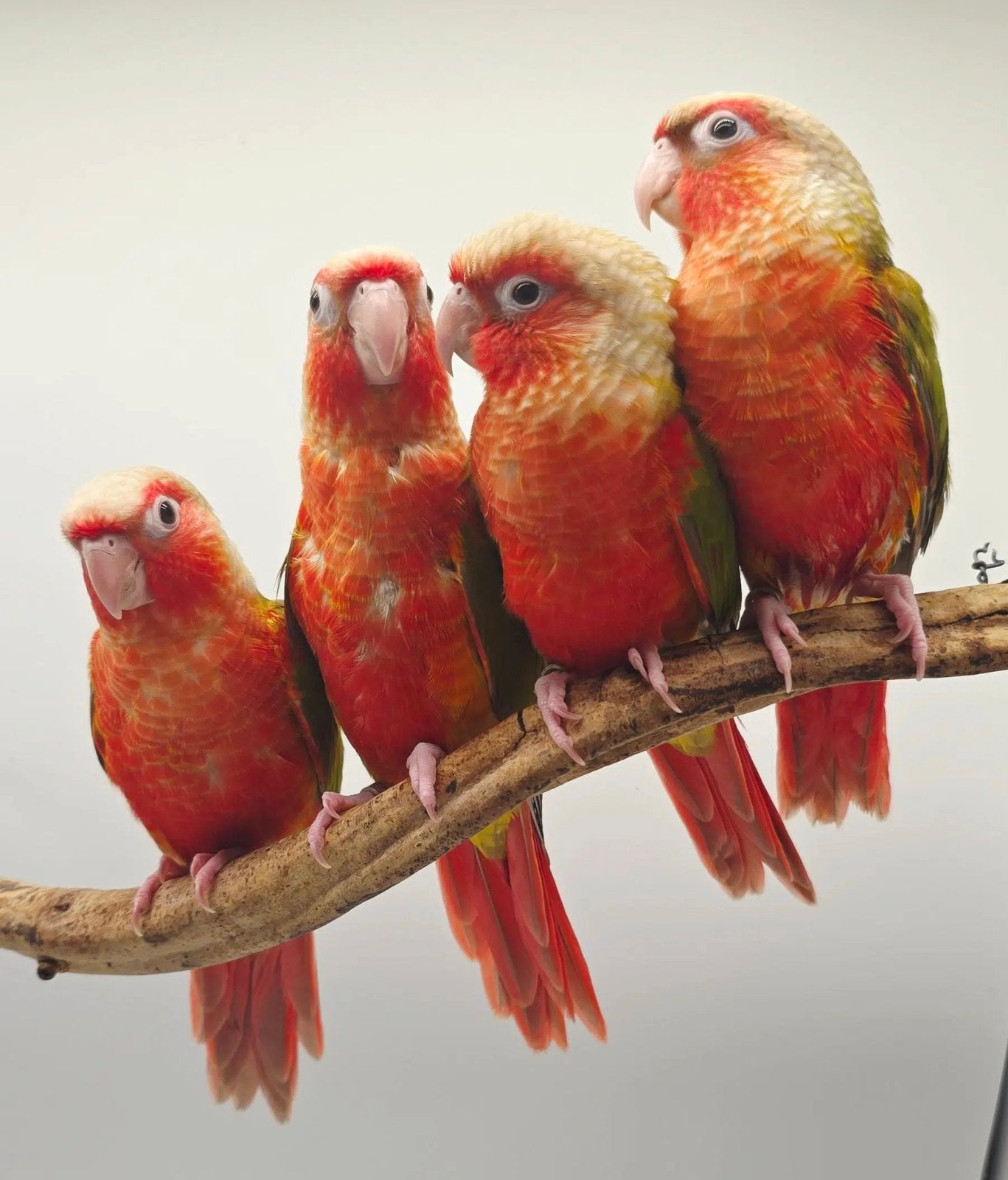 Recherche couple conure rouge EAM simplement, Animaux & Accessoires, Oiseaux | Oiseaux Autre, Oiseau tropical, Plusieurs animaux
