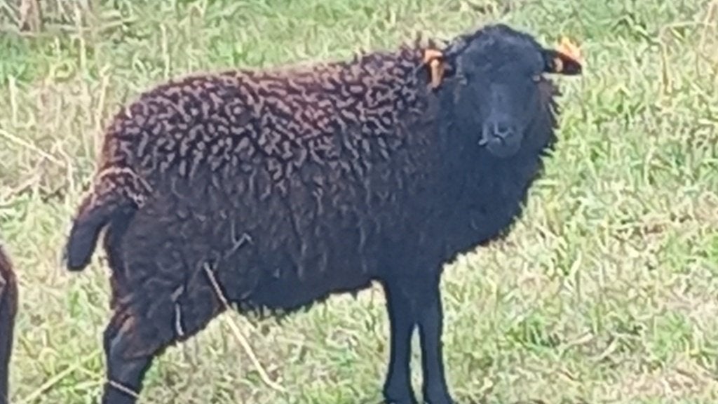 3 jonge, zwarte ouessant ooien te koop, Vrouwelijk, Schaap, 0 tot 2 jaar