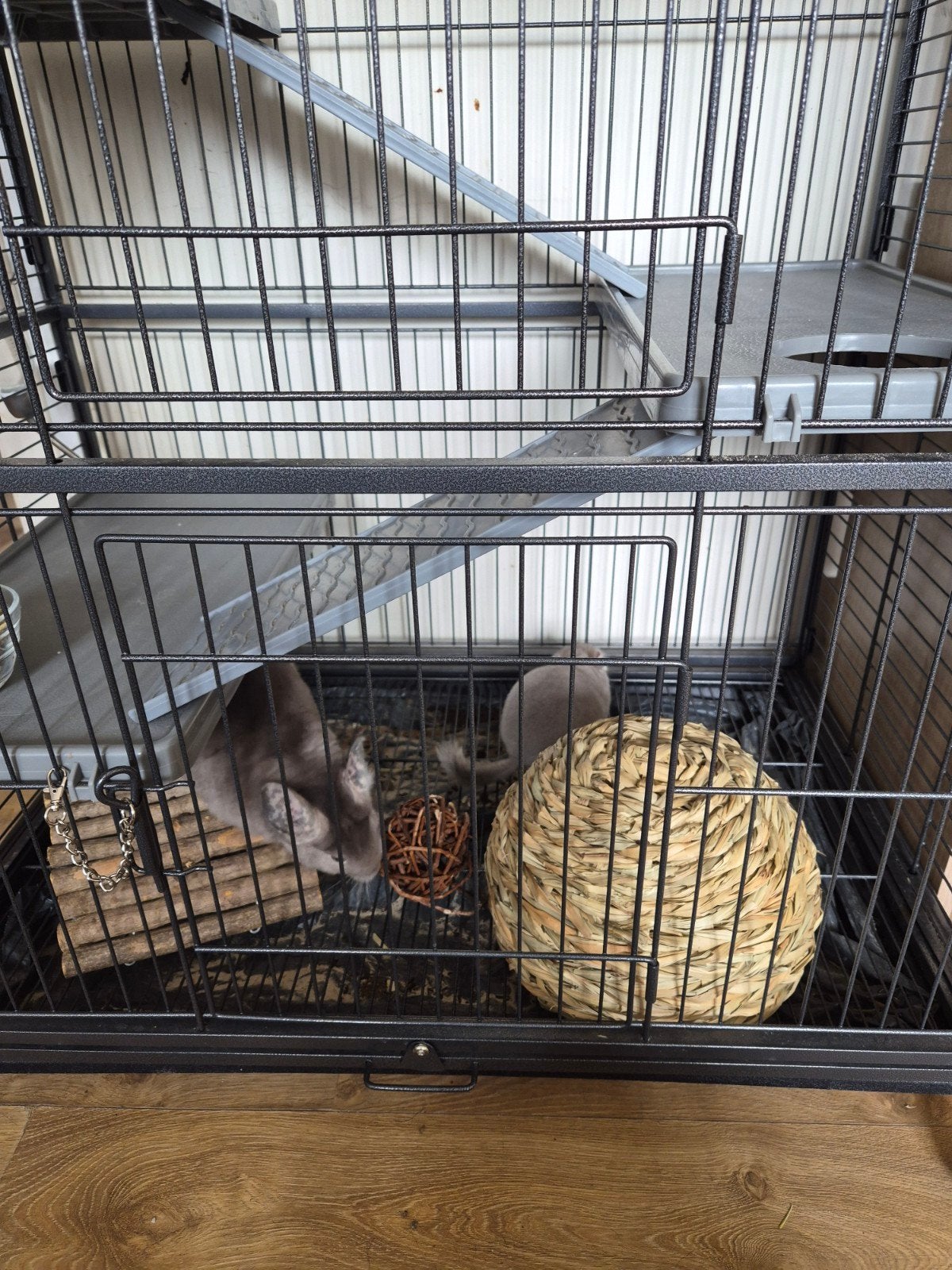 Chinchillas  + la cage a vendres, Animaux & Accessoires, Maisons pour chiens, Enlèvement