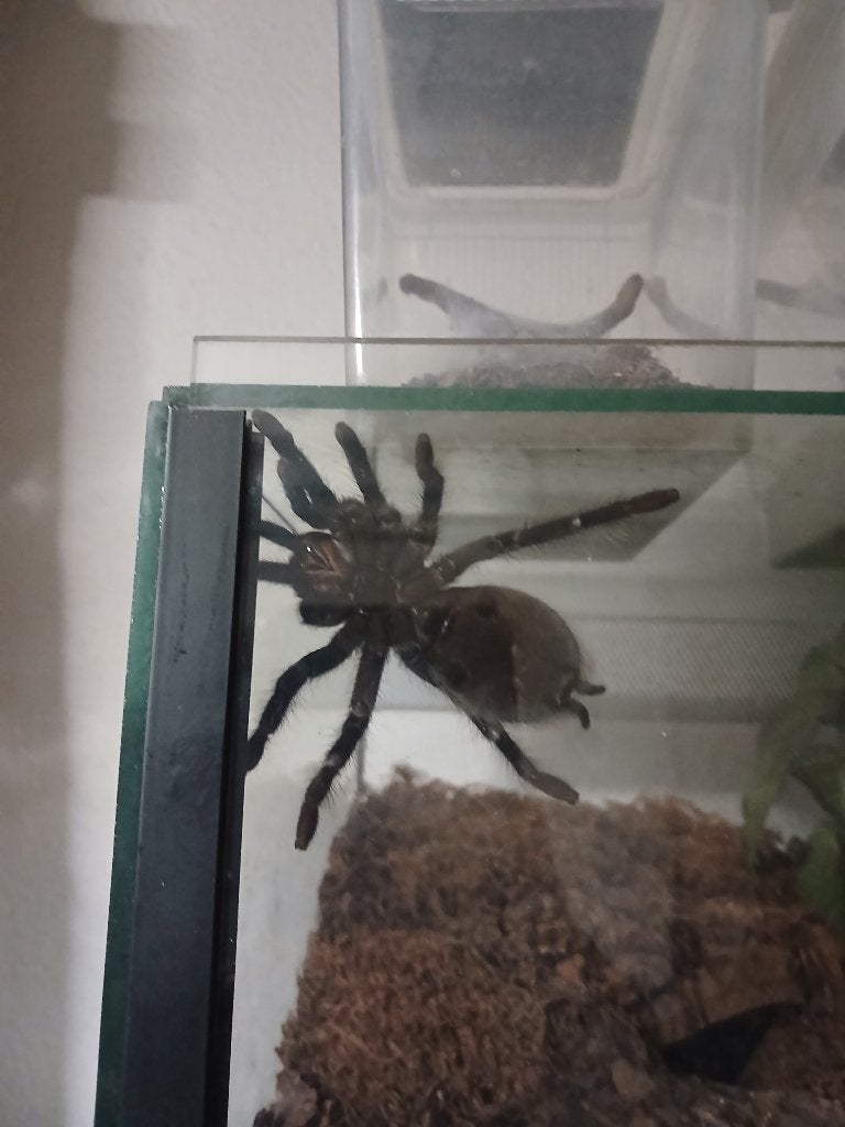 Vogelspinen paar S.augustum 1.0  0.1, Dieren en Toebehoren, Insecten en Spinnen, Spin of Schorpioen