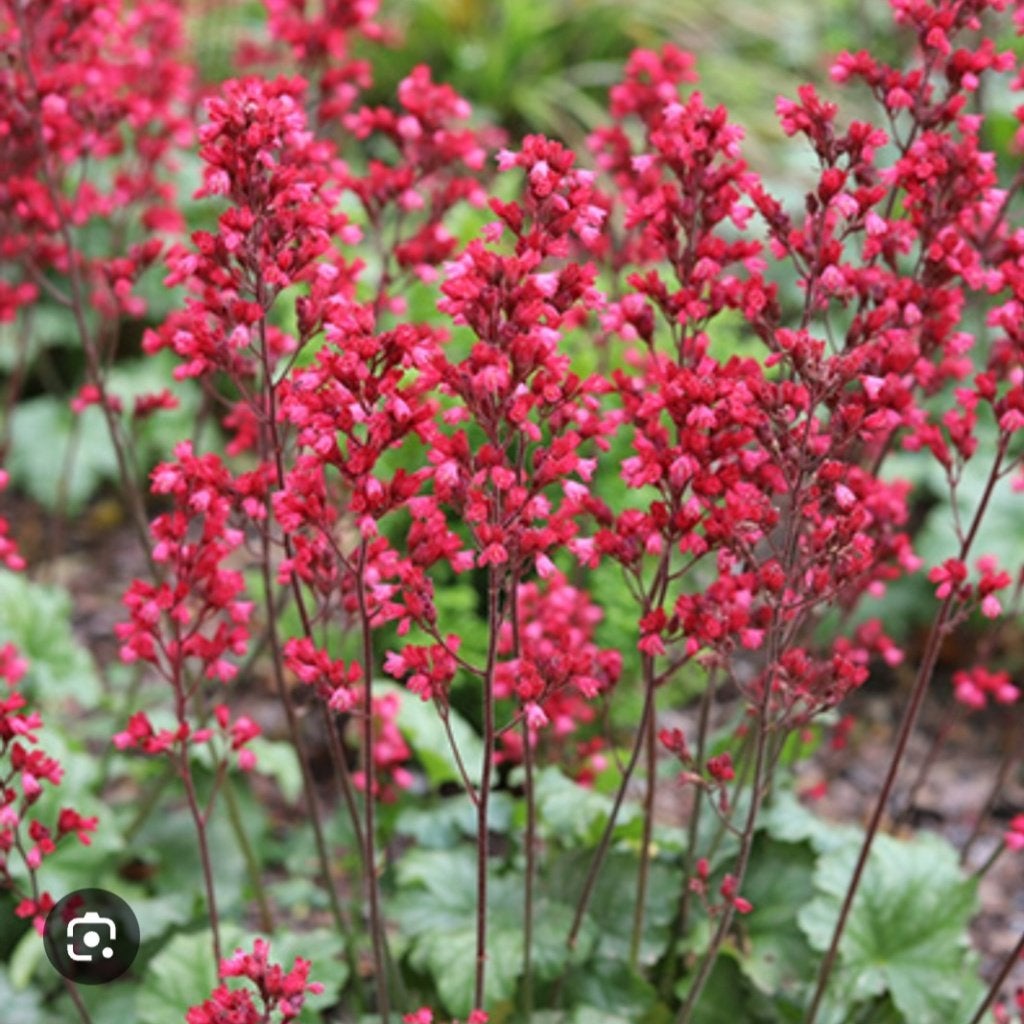 Gezocht Heuchera Paris of Sanguinea, Ophalen, Vaste plant