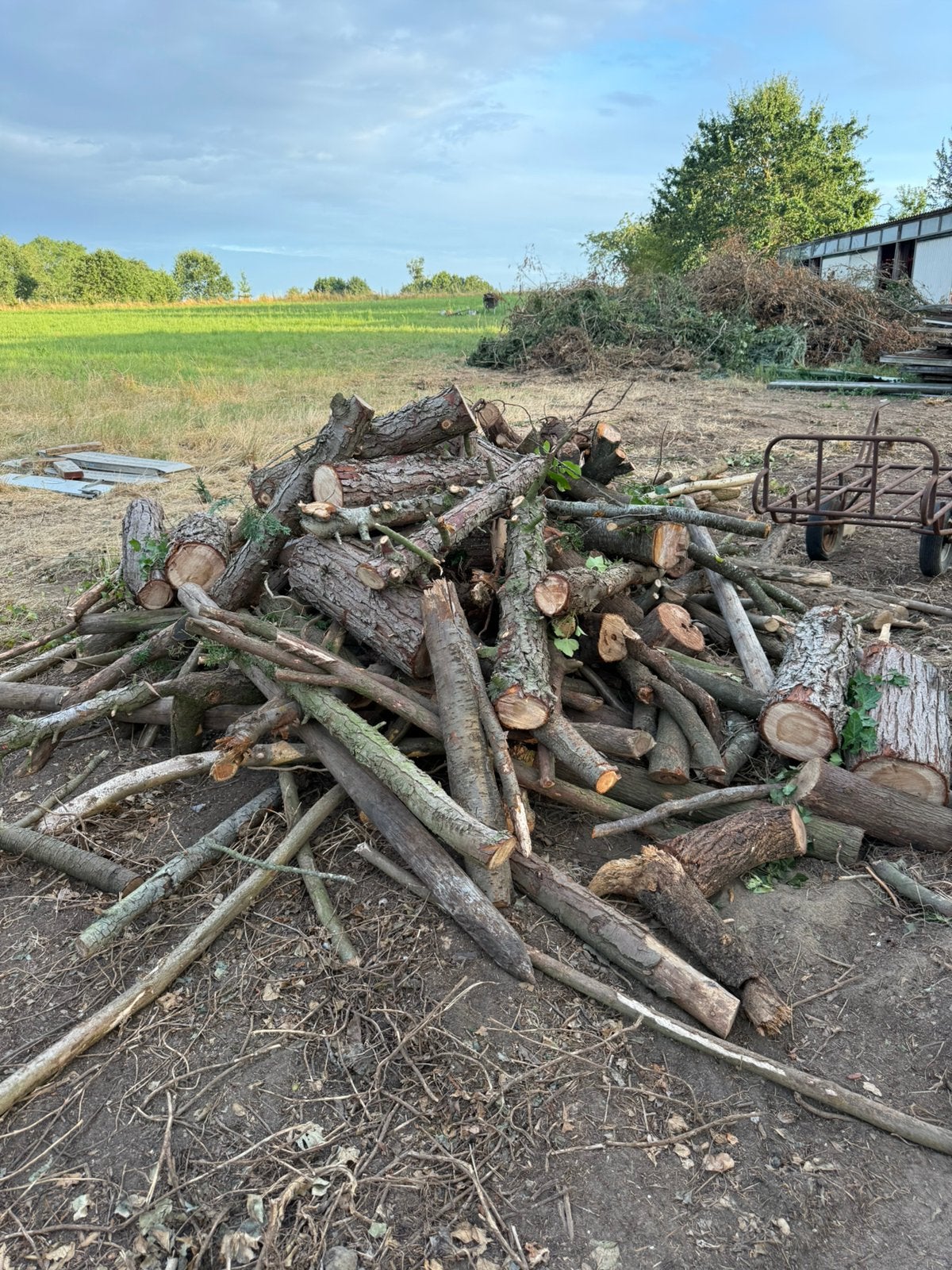 Gratis brandhout af te halen Holsbeek, Tuin en Terras, Brandhout, Ophalen
