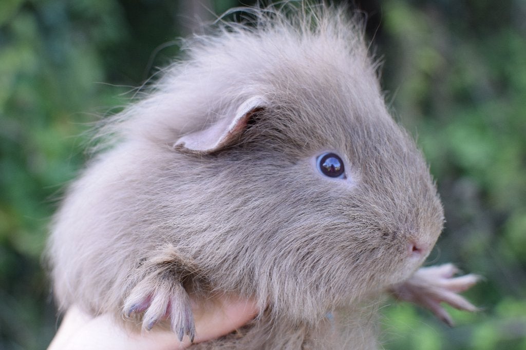Cavia CH Teddy beertjes 2026, Animaux & Accessoires, Rongeurs, Mâle, Domestique, Avril, Cobaye