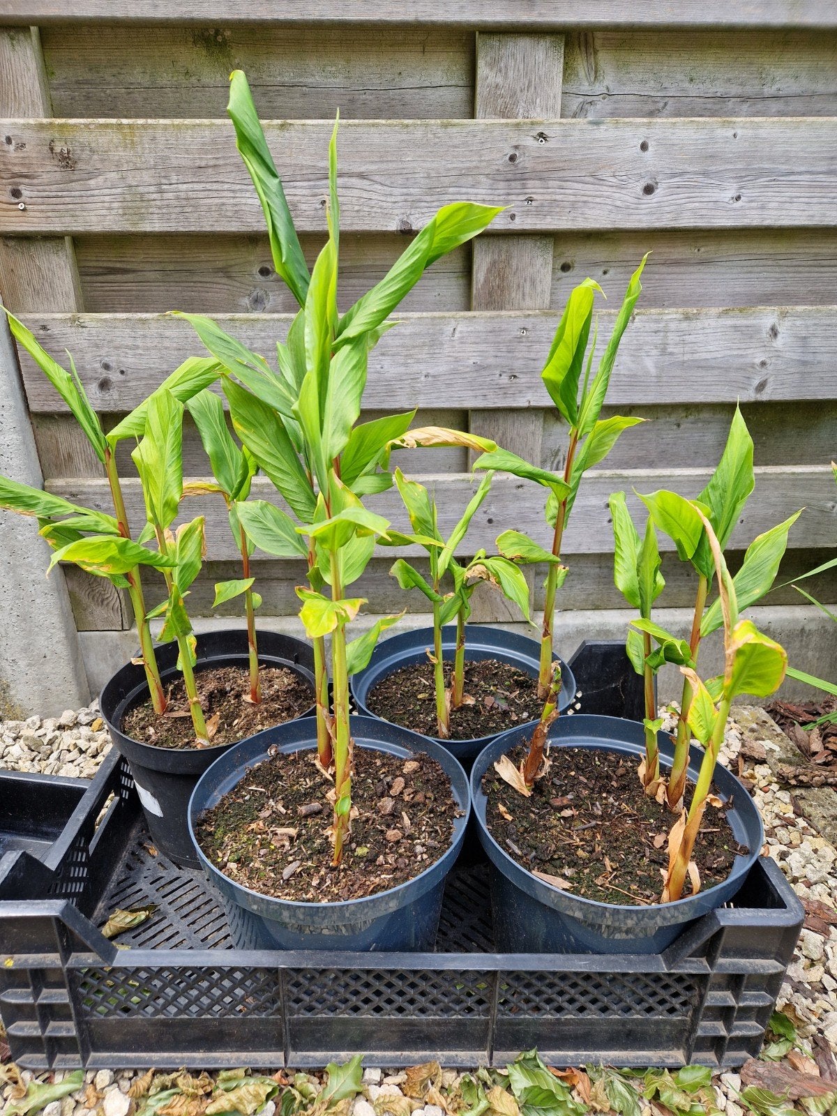 Siergember Densiflorum, Tuin en Terras, Planten | Tuinplanten, Vaste plant, Halfschaduw, Zomer, Ophalen