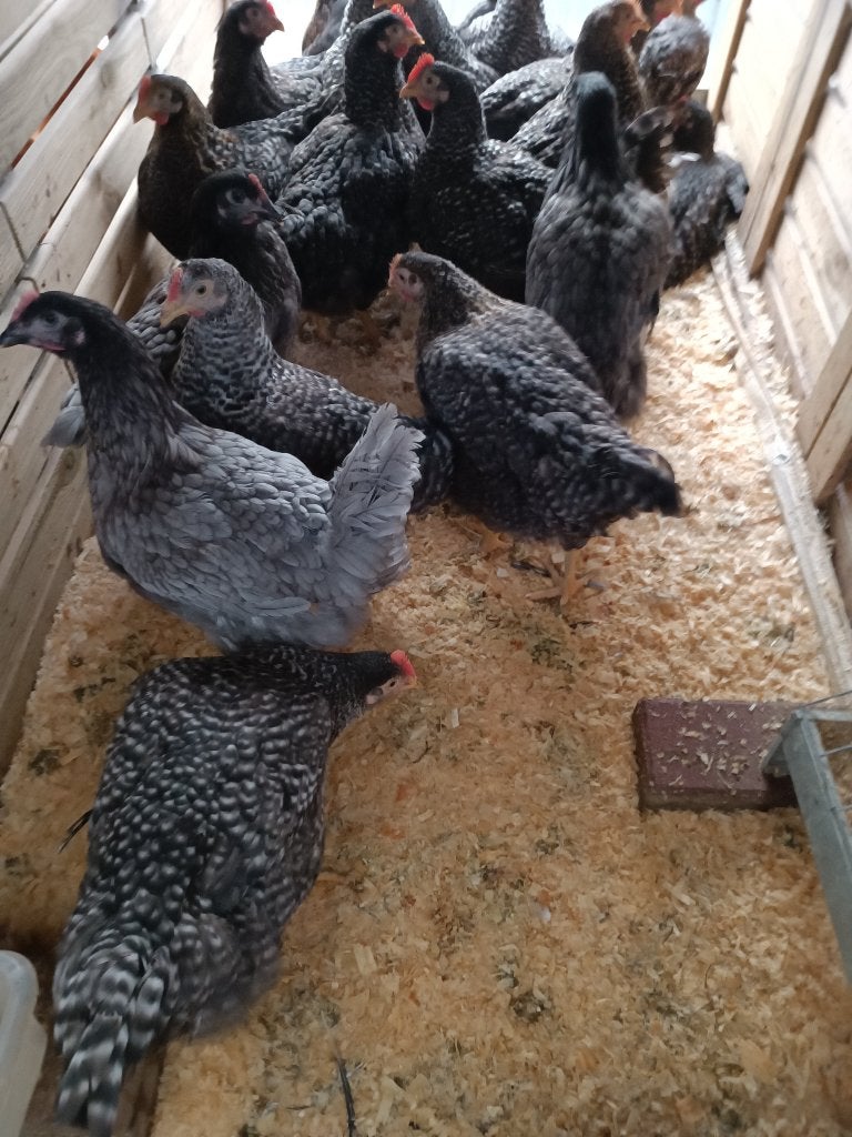 grijze kippen bleu de landes/ hollandse koekoek 0499/082381, Vrouwelijk, Kip