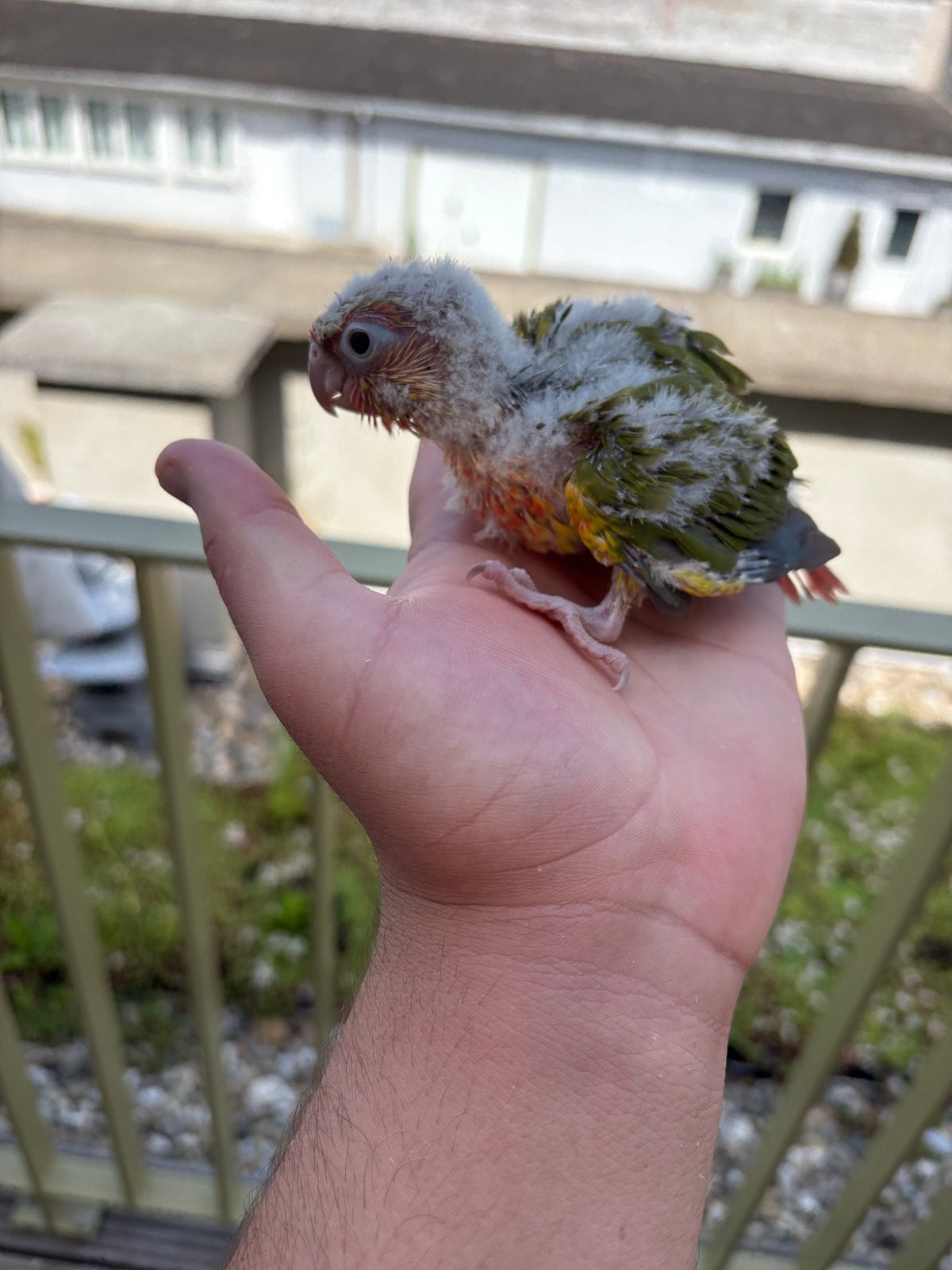 Bebe conure ananas EAM, Sexe inconnu, Perroquet, Parleur