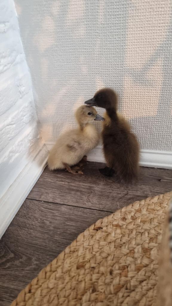 3 eendjes, Dieren en Toebehoren