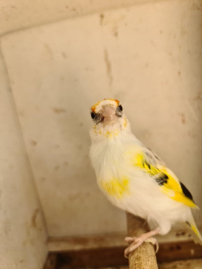 Distelvinken major, Dieren en Toebehoren, Meerdere dieren, Geringd