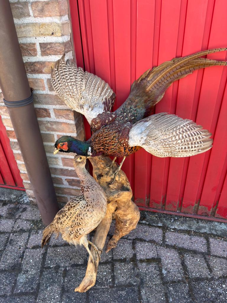 2 opgezette fazanten taxidermie, Enlèvement, Utilisé, Animal empaillé