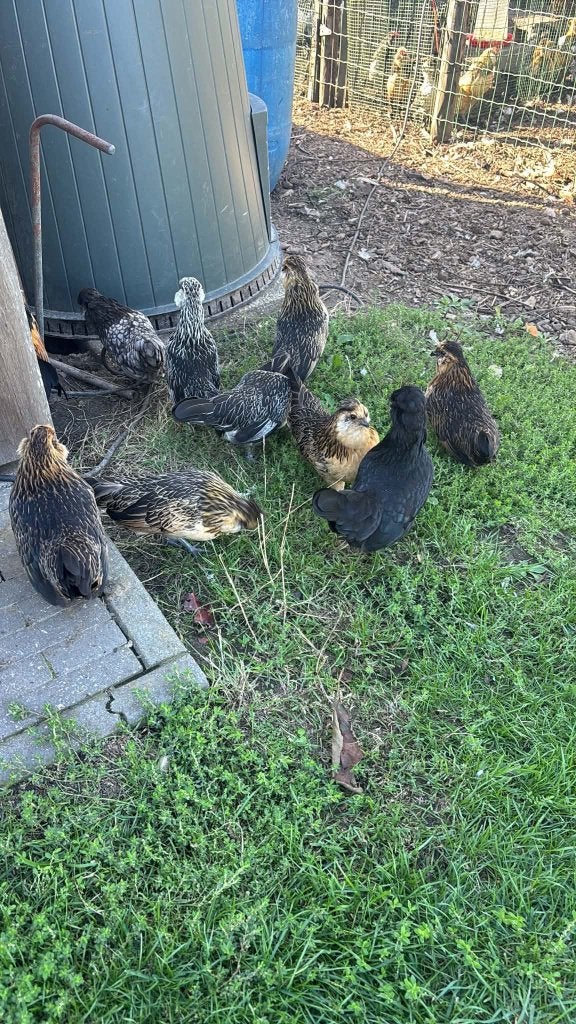 Watermaalse baardkrielen, Dieren en Toebehoren, Januari