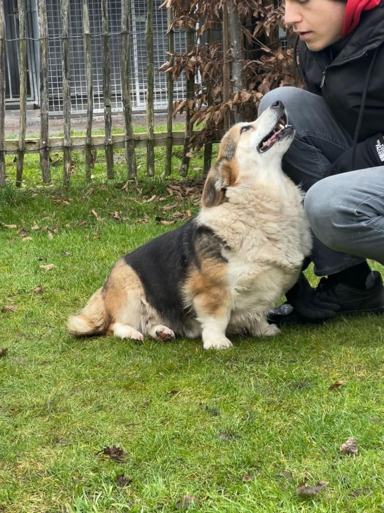 Daisy - 8 jaar - niet gesteriliseerd, Dieren en Toebehoren, 6 jaar of ouder, Parvo, België, Overige rassen