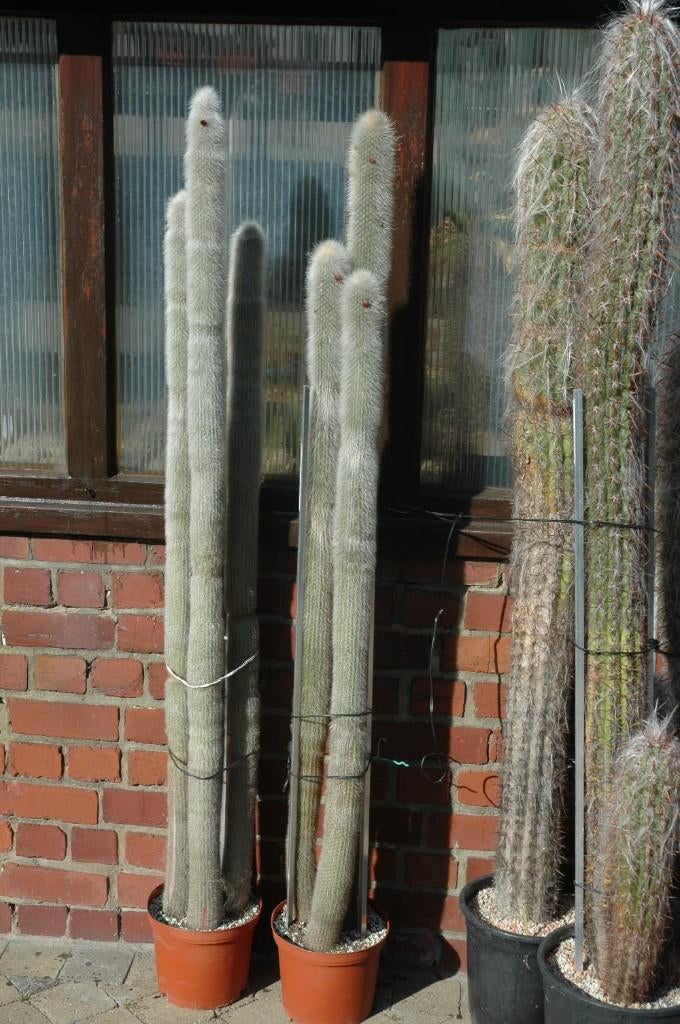 CACTUS : Cleistocactus straussii, Huis en Inrichting, Kamerplanten, Cactus, 150 tot 200 cm, Bloeiende kamerplant, Volle zon, Ophalen