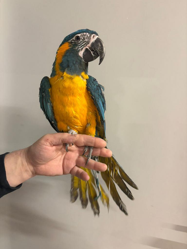 Hantamme blauwkeel ara, Dieren en Toebehoren, Vogels | Parkieten en Papegaaien, Papegaai, Geringd