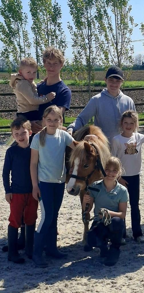 Brave leuke welsh Apony, Débourré, Poney de récréation, Avec pedigree, Poney A (jusqu'à 1.17 m)