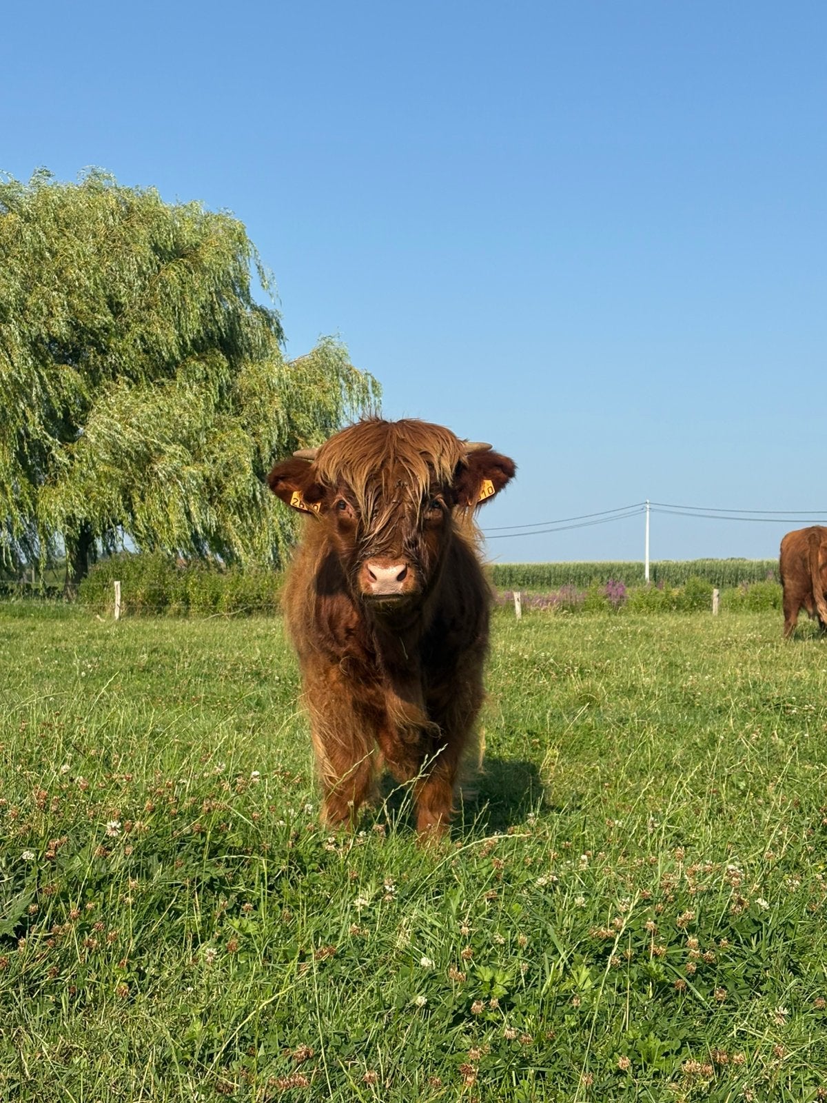 Schotse hooglander stierje, Dieren en Toebehoren