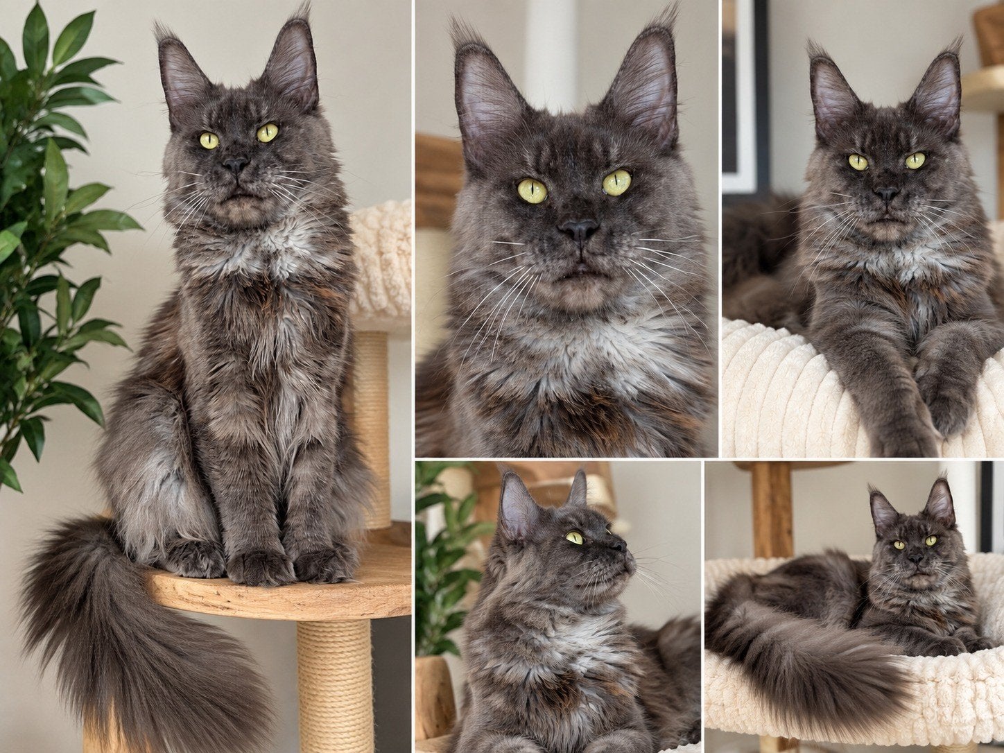 Maine coon poes met mooi kampioen stamboom Russisch lijn, Chatte ou Chat, Avec pedigree, 3 à 5 ans