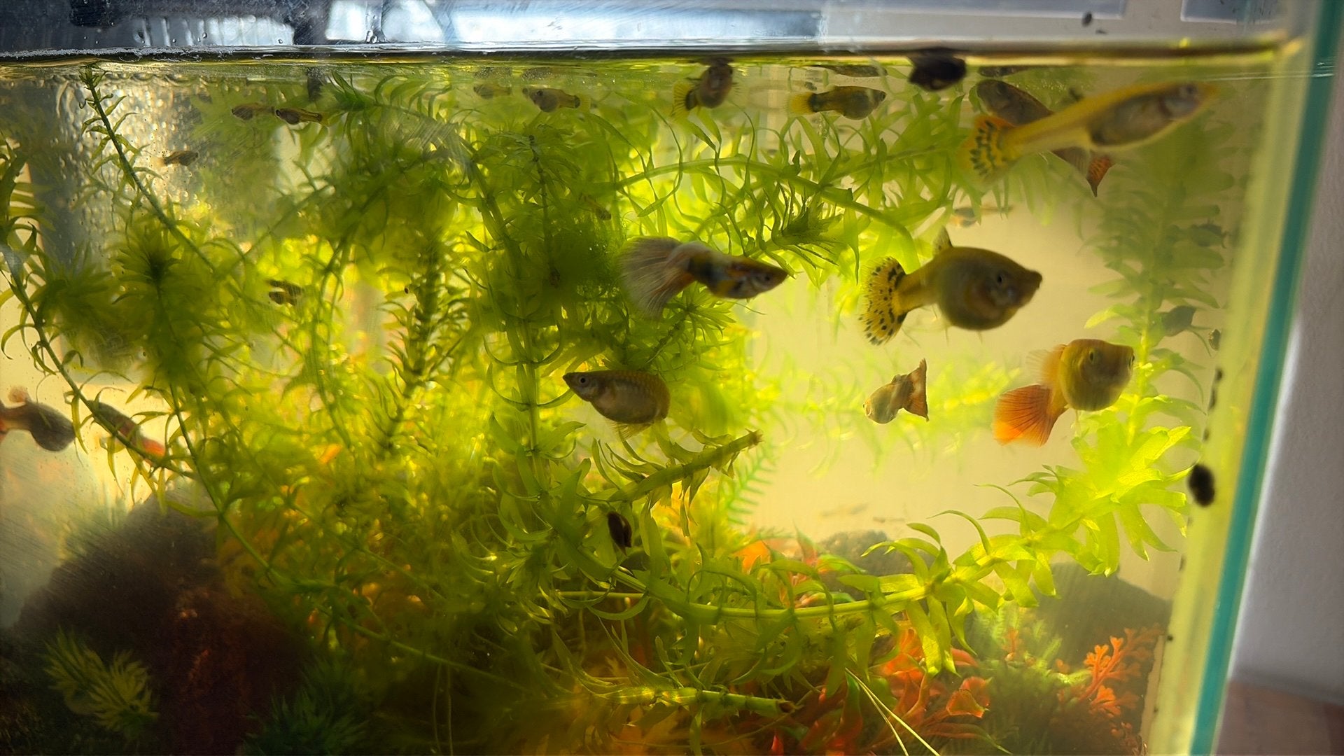 4 guppen 1euro guppies guppy guppie, Dieren en Toebehoren, Vis, Zoetwatervis