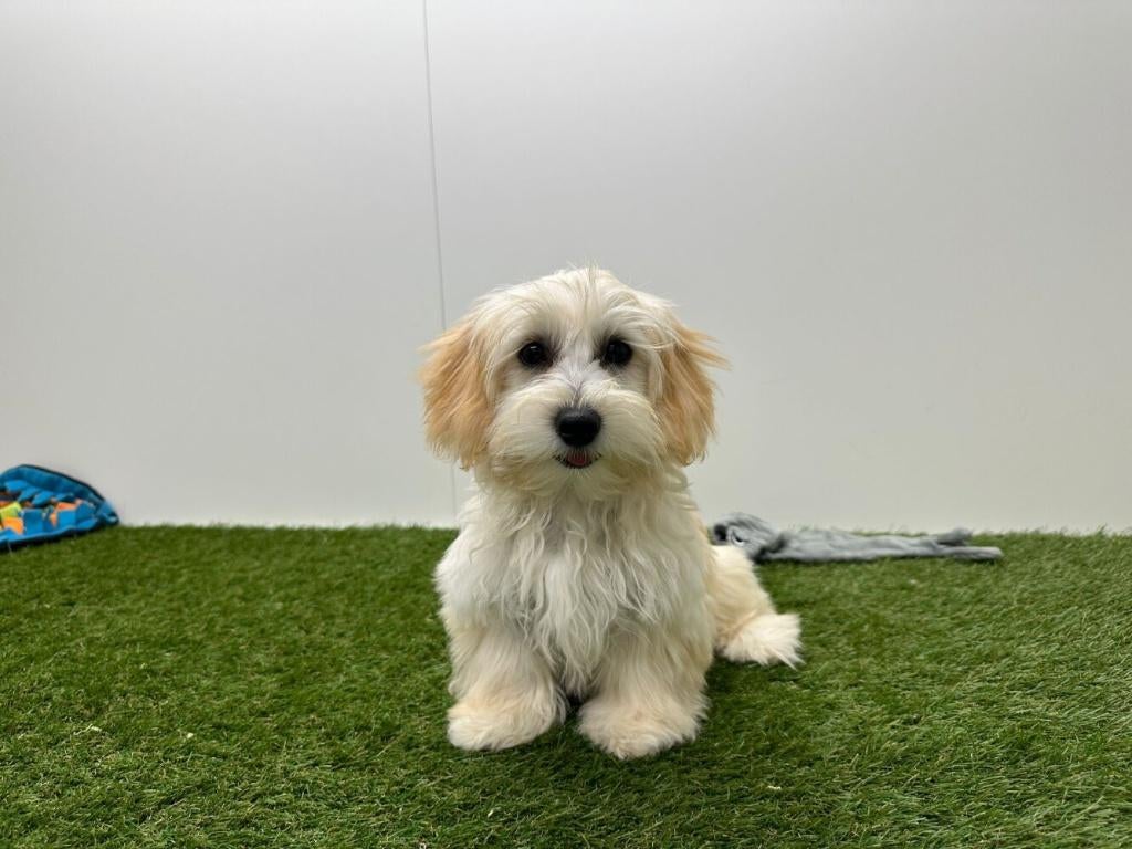 Maltipoo pups, België, 8 tot 15 weken, Parvo, Meerdere