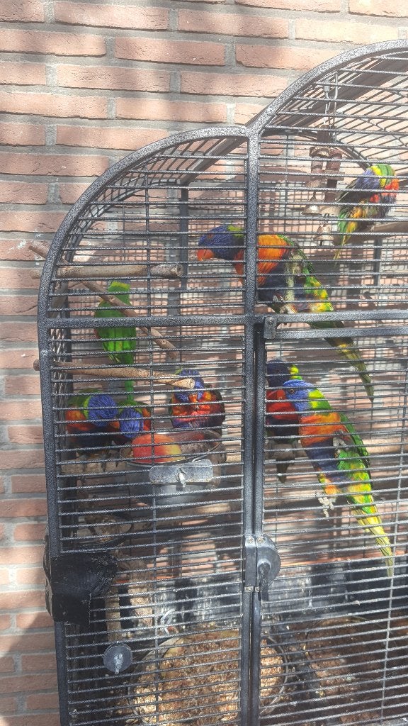8 lori's van blauwe bergen (DNA), Dieren en Toebehoren, Meerdere dieren, Papegaai
