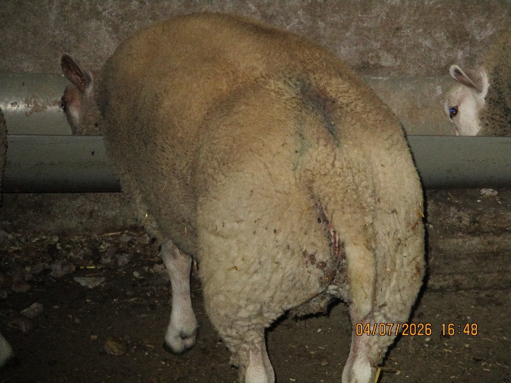 schapen, Dieren en Toebehoren, Mannelijk, Schaap, 0 tot 2 jaar