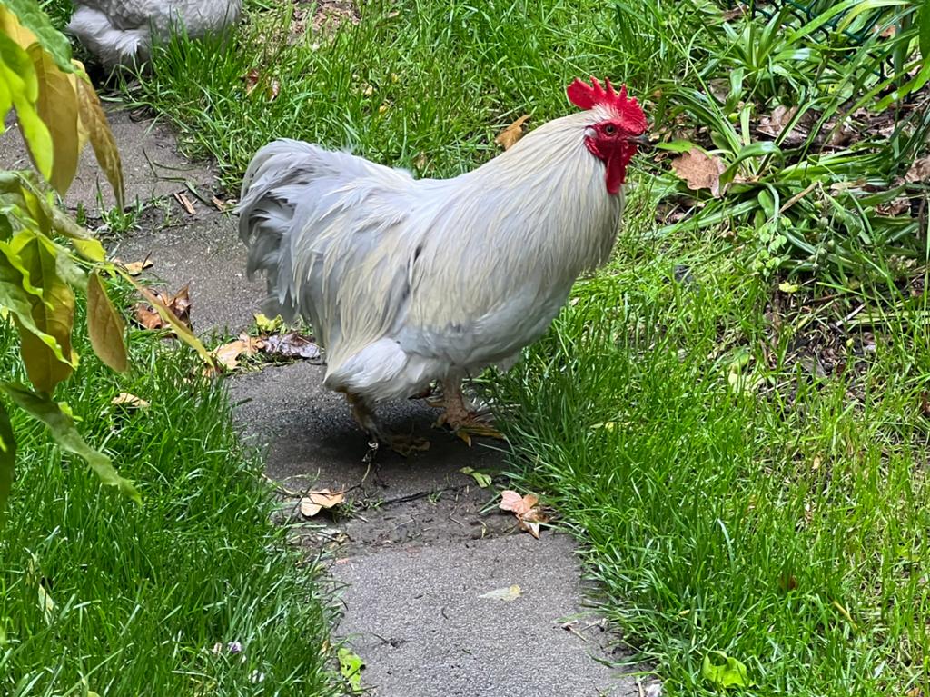 Zeer mooie cochin haan grijs, Dieren en Toebehoren, Pluimvee, Mannelijk, Kip