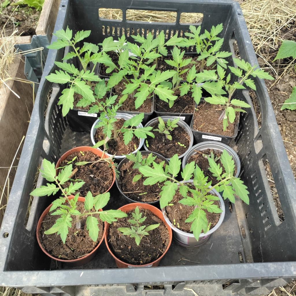Tomate black cherry plant, Tuin en Terras, Ophalen