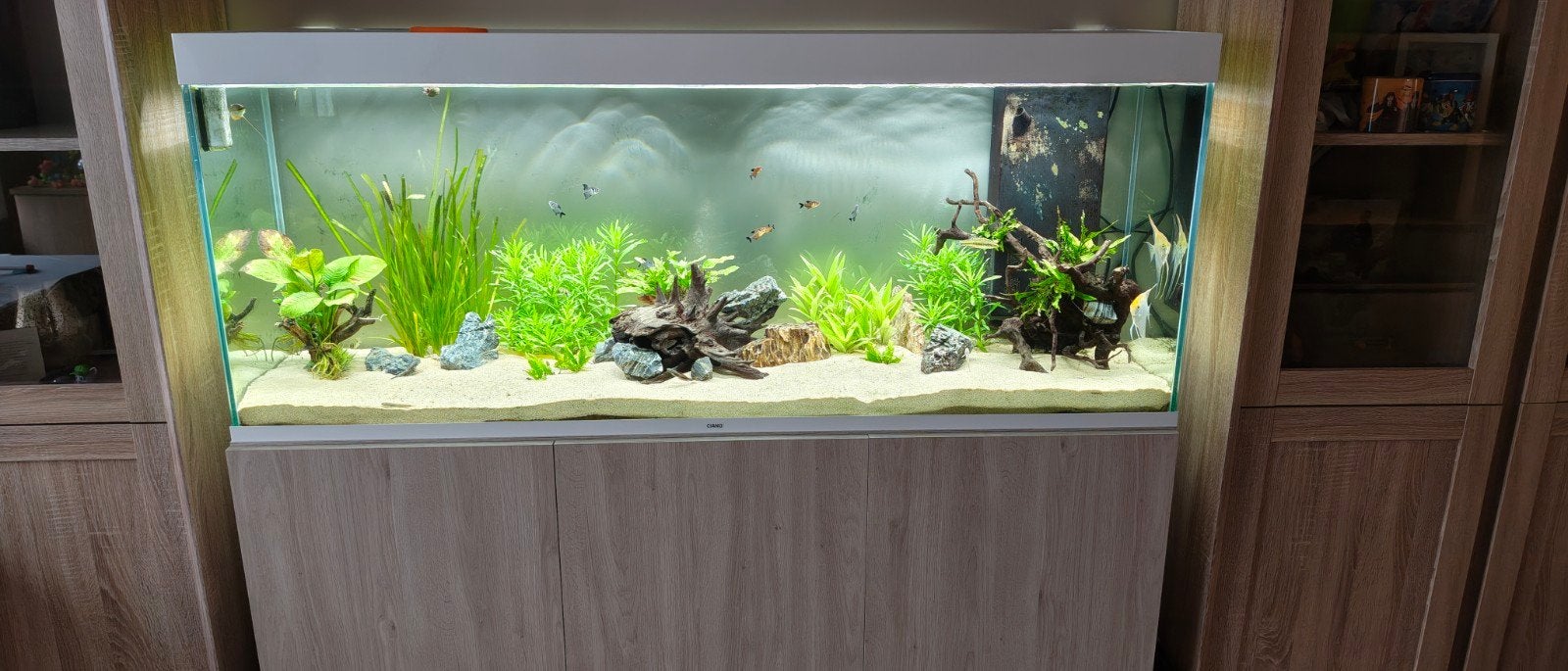 Aquarium, Dieren en Toebehoren, Ophalen, Decoratie