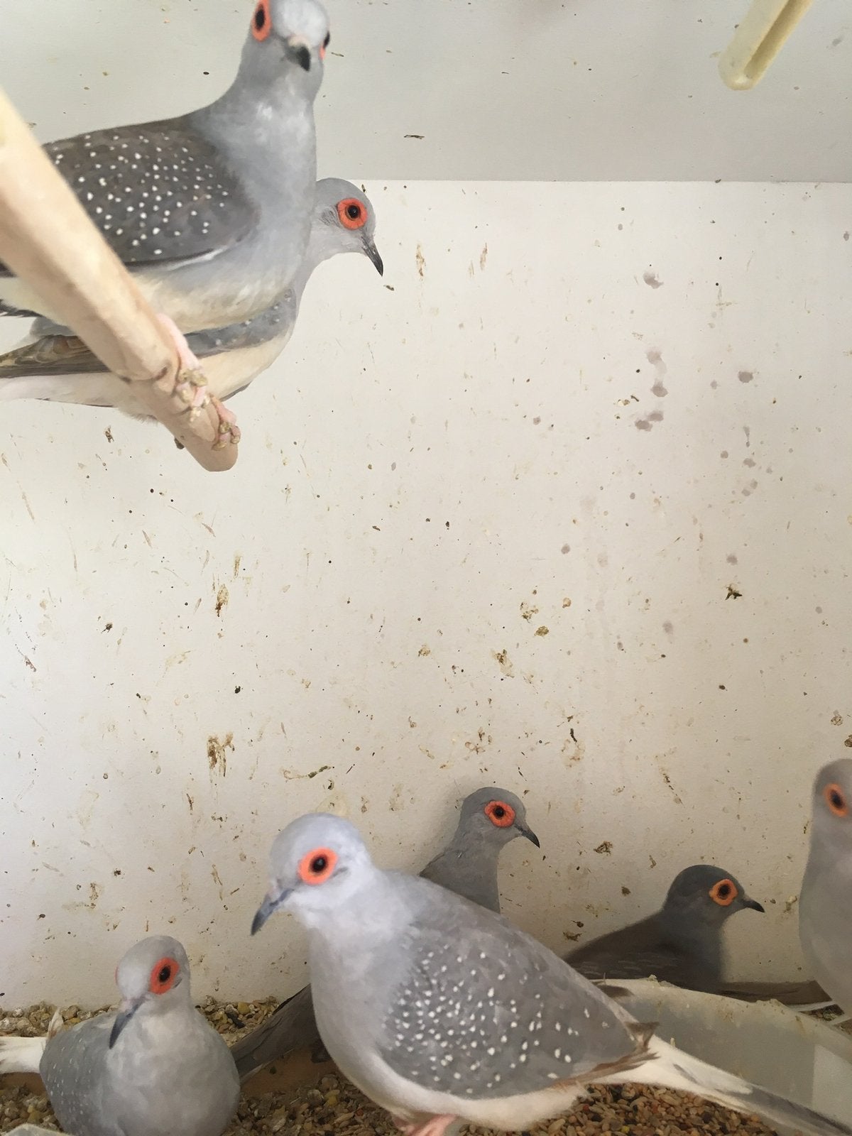 KWEEKRIJPE WINTERHARDE DIAMANTDUIFJES - ZEBRAVINKJES, Animaux & Accessoires, Oiseaux | Oiseaux Autre, Oiseau tropical, Plusieurs animaux