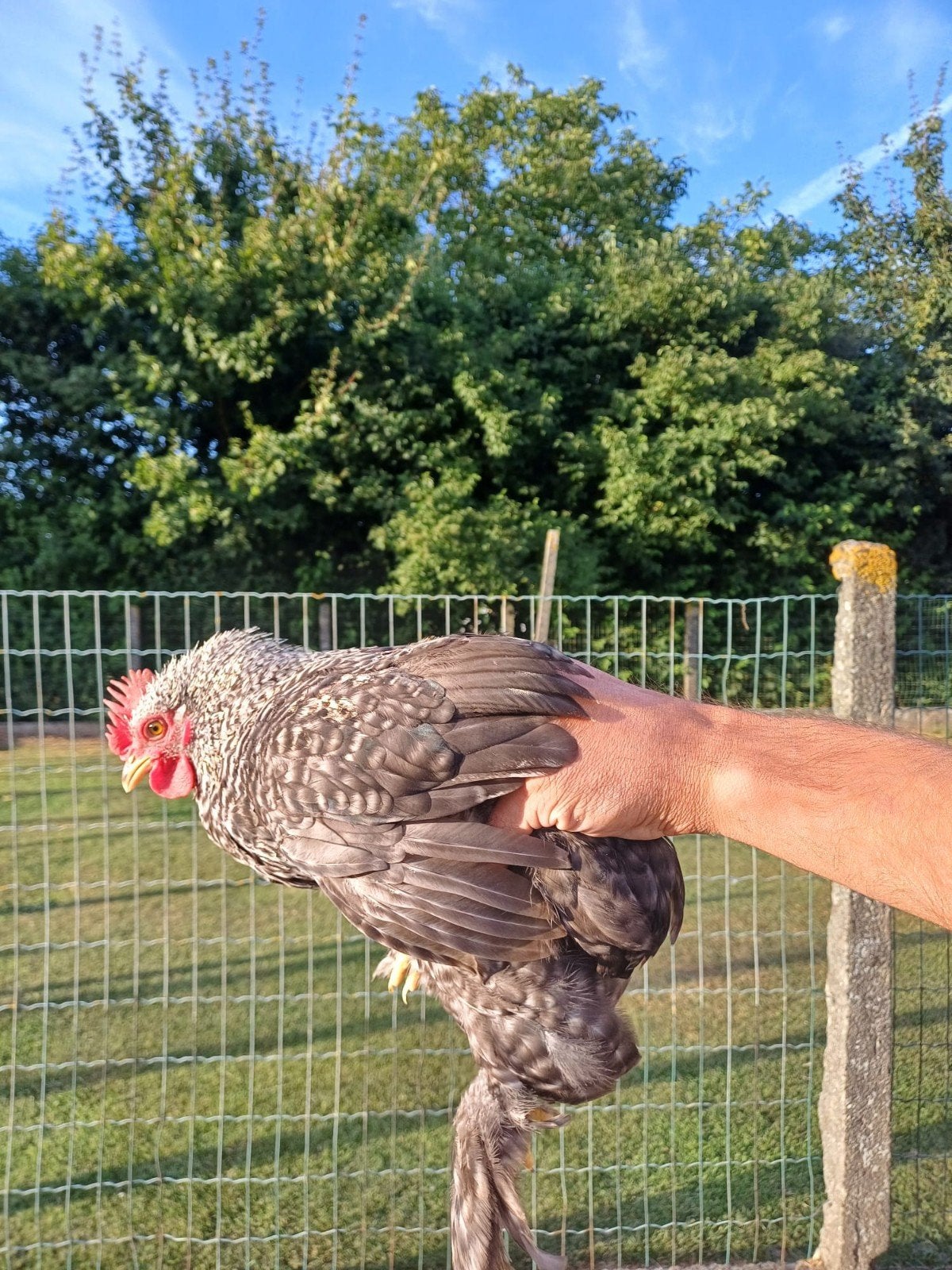 Cochin kriel haantjes, Dieren en Toebehoren, Pluimvee