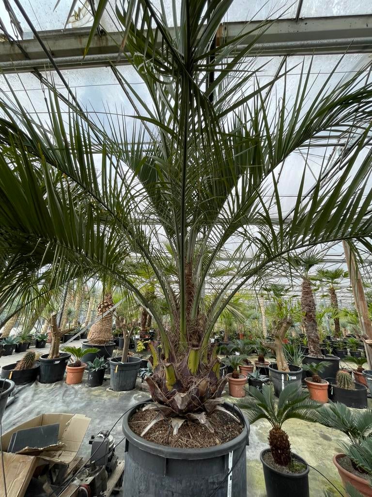 Butia Capitata, Volle zon, Vaste plant, Bloeit niet, Ophalen