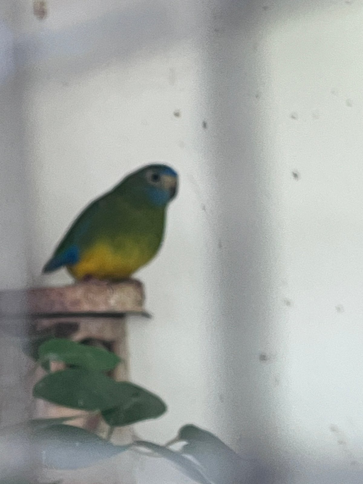 Turquosine parkieten, Dieren en Toebehoren, Vogels | Overige Vogels, Meerdere dieren, Tropenvogel, Geringd