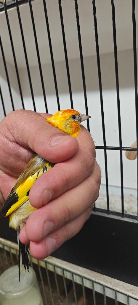 Topkwaliteit Geel wildkleur witkop pop 2026, Dieren en Toebehoren, Vrouwelijk, Wildzangvogel, Geringd