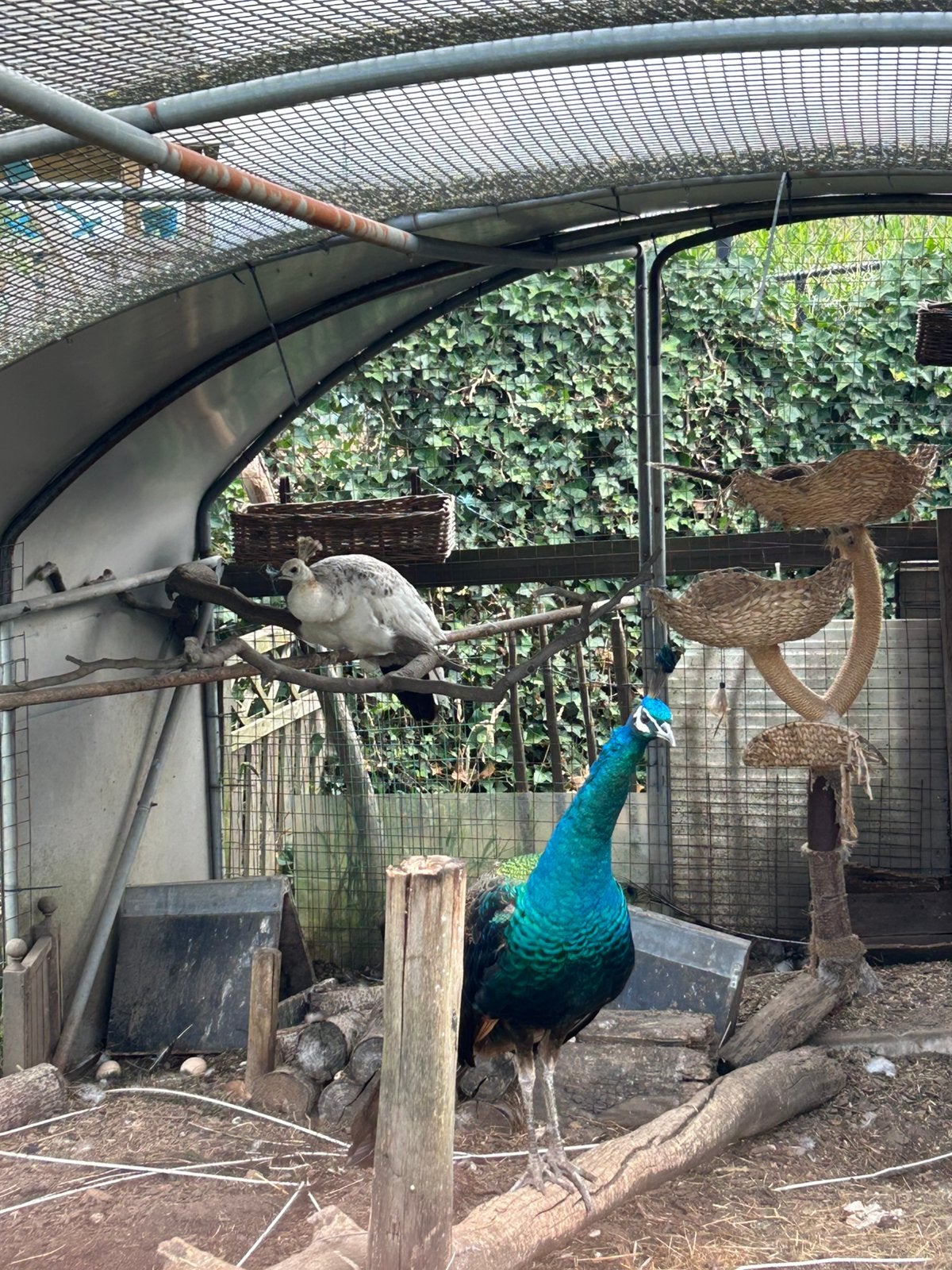 Koppel pauwen, Dieren en Toebehoren