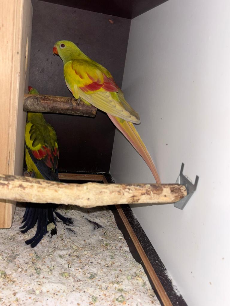 Zeer mooi en fors koppel bergparkieten, Plusieurs animaux, Perruche, Bagué