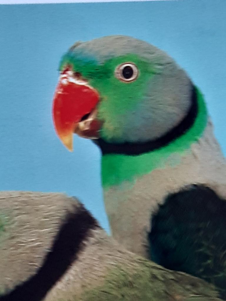 Gezocht malabarparkiet kweek man, Dieren en Toebehoren, Mannelijk, Parkiet, Geringd