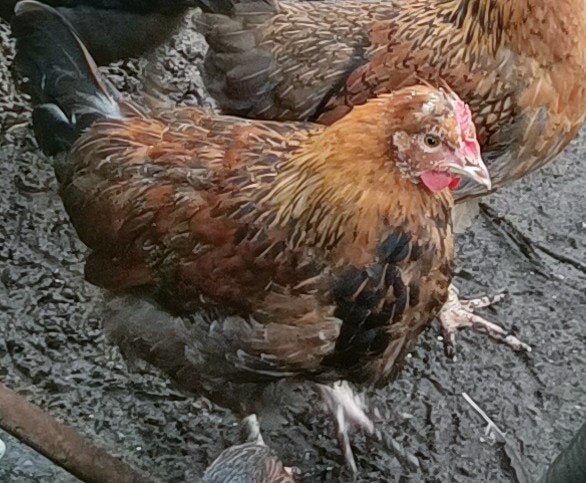 jonge groenlegger haan. Marans - Cream Legbar, Mâle, Poule ou poulet