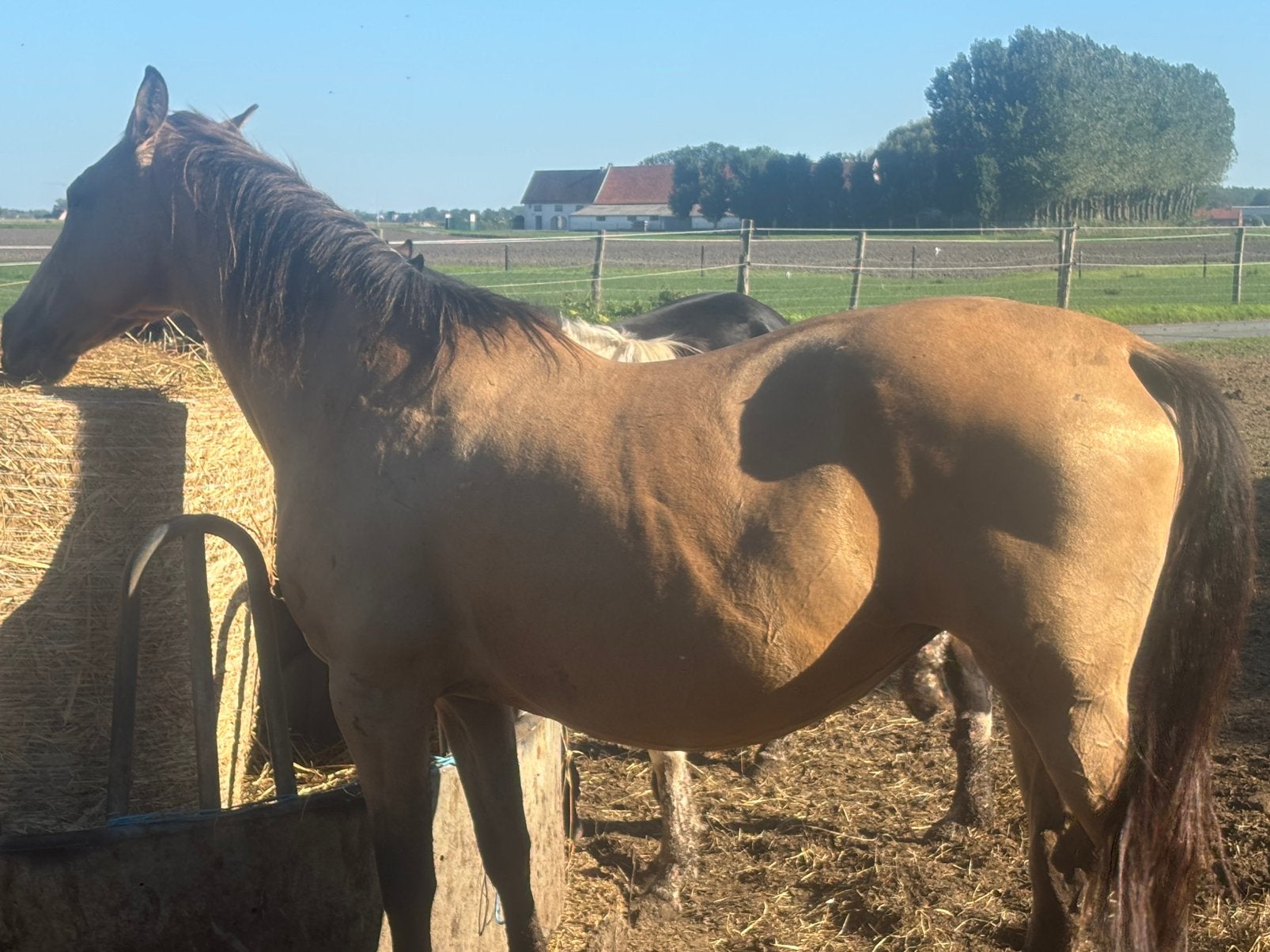 Drachtige spaanse buckskin merrie, Dieren en Toebehoren, Merrie, Onbeleerd, 11 jaar of ouder