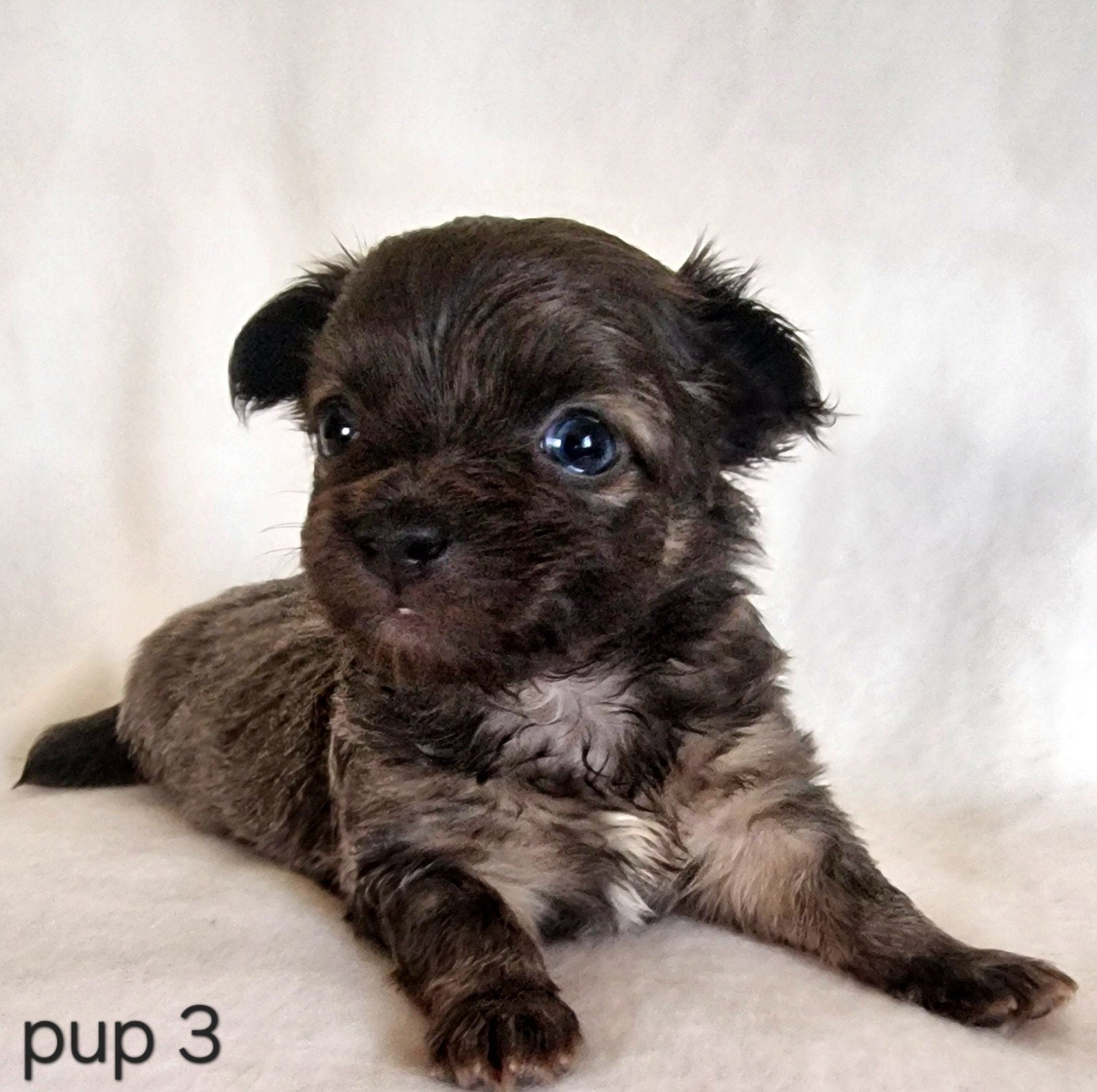 Chihuahua pups, Parvo, België, Particulier, 8 tot 15 weken
