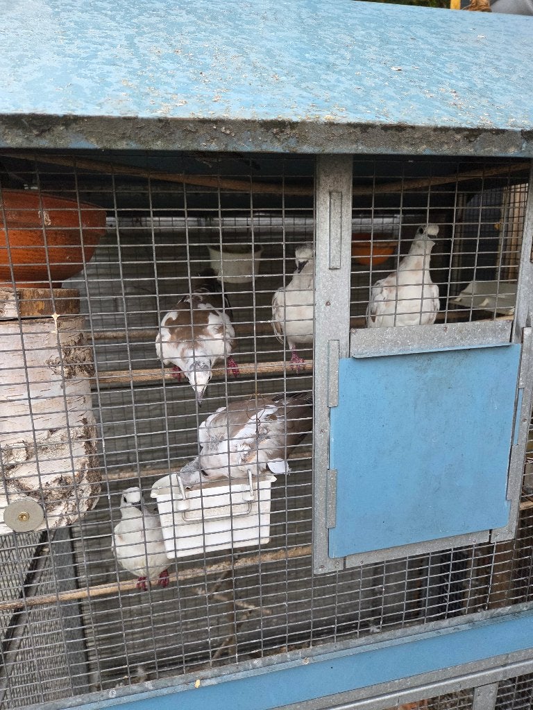 Lachduiven te koop, Tortelduif