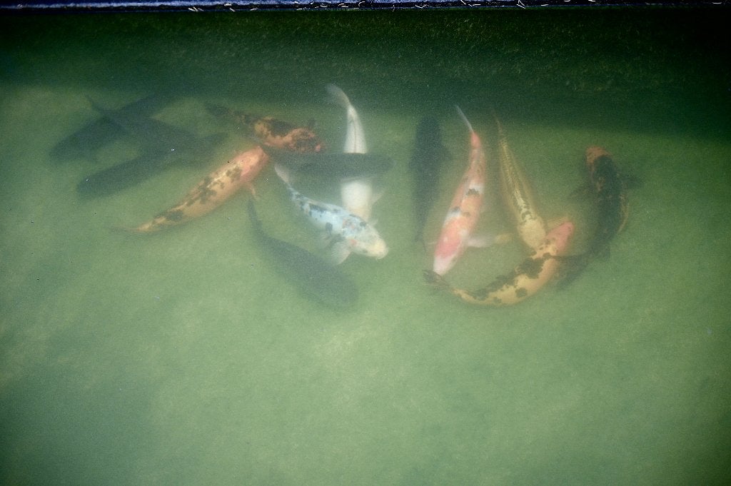 Europese kois en karpers, Dieren en Toebehoren, Karper of Koi