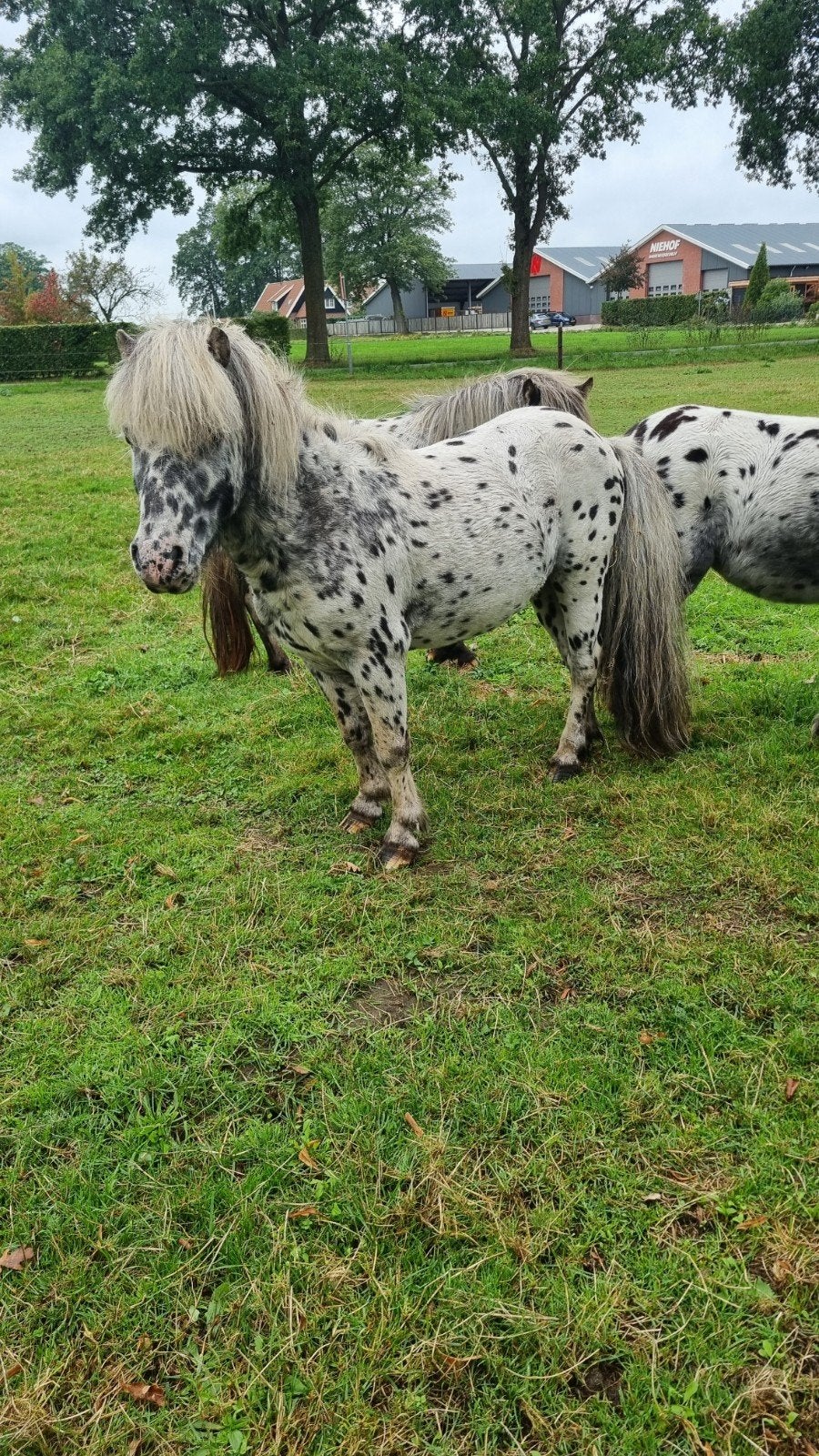 Prachtige panterbonte Appaloosa hengst, Dieren en Toebehoren, Hengst, Gechipt, 7 tot 10 jaar