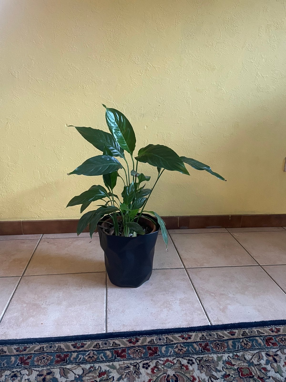 Plante en cuillère, Maison & Meubles, Autres espèces, En pot, Plante à fleurs, Moins de 100 cm