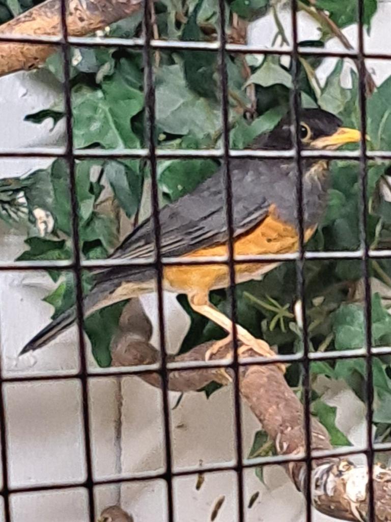 ZWARTBORSTLIJSTER, Mâle, Oiseau chanteur sauvage, Bagué