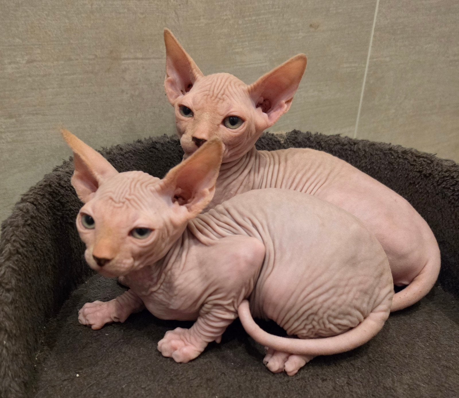 Magnifique chatons Sphyns, Chatte ou Chat, 0 à 2 ans